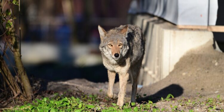 10-year-old boy bitten by coyote while biking in irvine
