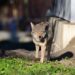 10-year-old boy bitten by coyote while biking in irvine