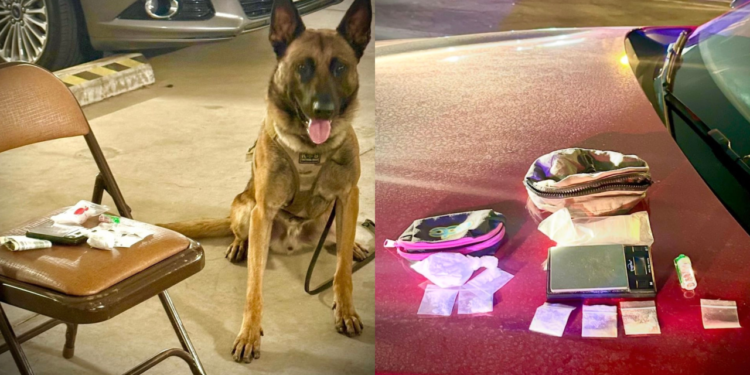 Upland K9 Petey Aids in DUI and Narcotics Arrest