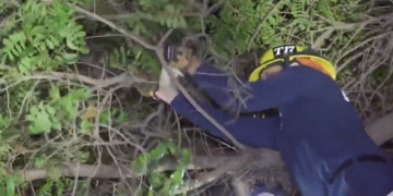 pet parrot rescued from tree in buena park