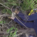 pet parrot rescued from tree in buena park