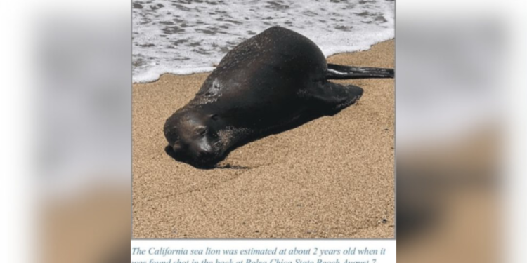 $20,000 Reward for Information on Sea Lion Killer in Southern California