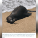 $20,000 Reward for Information on Sea Lion Killer in Southern California