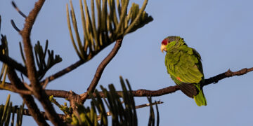 WILD PARROT PERCHED ON A BRANCH WITH A DISTINCT EYE AGAINST A LIGHT BLUE SKY IN CALIFORNIA