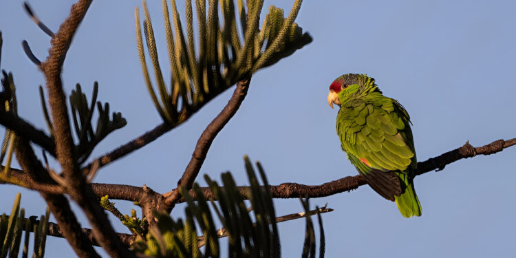 WILD PARROT PERCHED ON A BRANCH WITH A DISTINCT EYE AGAINST A LIGHT BLUE SKY IN CALIFORNIA