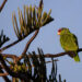 WILD PARROT PERCHED ON A BRANCH WITH A DISTINCT EYE AGAINST A LIGHT BLUE SKY IN CALIFORNIA