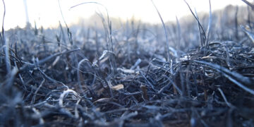 Burned Grass and Soil Amidst California Wildfires