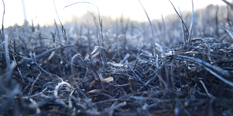 Burned Grass and Soil Amidst California Wildfires