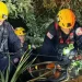 A woman died and three others were seriously injured after a car plunged off Angeles Crest Highway in La Cañada Flintridge.