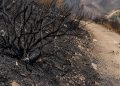 Close-up of charred brush and blackened soil along a hillside trail.