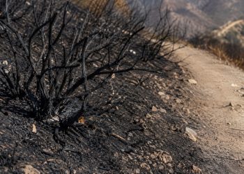 Close-up of charred brush and blackened soil along a hillside trail.