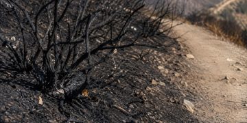Close-up of charred brush and blackened soil along a hillside trail.
