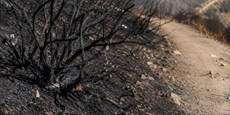 Close-up of charred brush and blackened soil along a hillside trail.