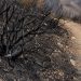 Close-up of charred brush and blackened soil along a hillside trail.