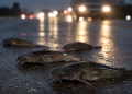 Close-up of several live catfish on wet pavement with blurred vehicle headlights in the background, representing an unusual freeway traffic hazard.
