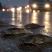 Close-up of several live catfish on wet pavement with blurred vehicle headlights in the background, representing an unusual freeway traffic hazard.