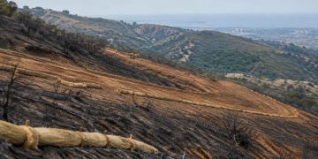 Burned hillside above San Juan Capistrano with a graded dozer line and rows of straw wattles staked across exposed soil in neutral daylight.