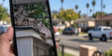 Close-up of a smartphone displaying a digitally generated image of a Gaboon viper, with a blurred Santa Ana residential neighborhood in the background.