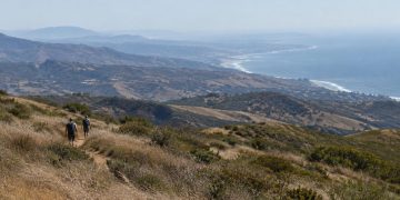 Dry golden chaparral and brittle grass on a Santa Monica Mountains hillside in afternoon daylight, leaning in the wind above the Malibu coastline.