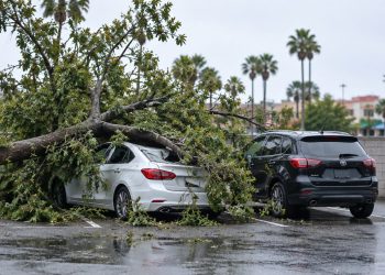 Fallen tree branches over a white sedan with a crushed roof beside a black compact SUV in a Hollywood grocery store parking lot in daylight.