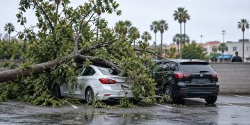 Fallen tree branches over a white sedan with a crushed roof beside a black compact SUV in a Hollywood grocery store parking lot in daylight.
