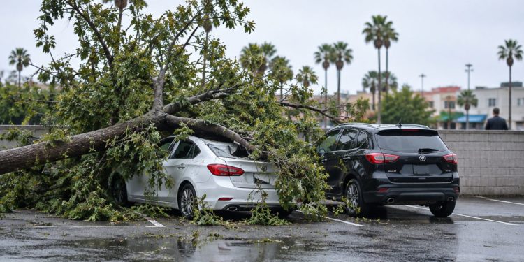 Fallen tree branches over a white sedan with a crushed roof beside a black compact SUV in a Hollywood grocery store parking lot in daylight.
