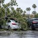 Fallen tree branches over a white sedan with a crushed roof beside a black compact SUV in a Hollywood grocery store parking lot in daylight.
