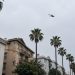 Low-angle view of a helicopter flying above palm trees and apartment buildings along a West Hollywood street in neutral daylight.