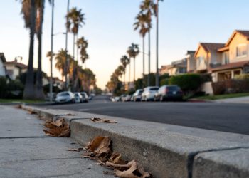 Quiet residential street in Santa Monica at early evening, with palm trees and a sidewalk with dry leaves in the foreground and softly blurred houses behind.