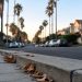 Quiet residential street in Santa Monica at early evening, with palm trees and a sidewalk with dry leaves in the foreground and softly blurred houses behind.